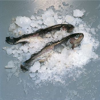 Preview: Scherbeneisbereiter 900 Kg - Luftkühlung